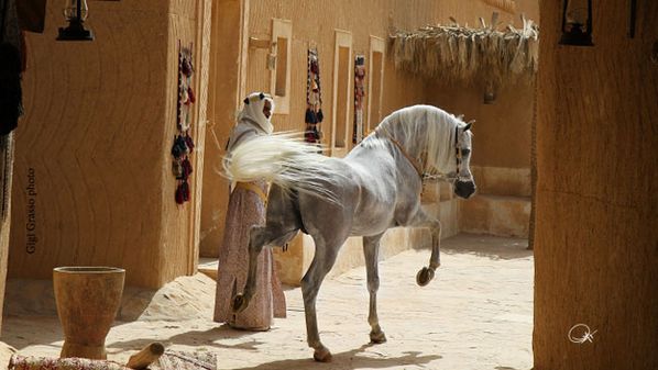 cheval-arabe-desert.jpg
