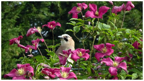 Noe-parmi-les-fleurs-de-CF.jpg