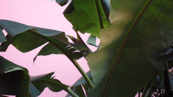 bananes2