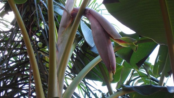 bananes3