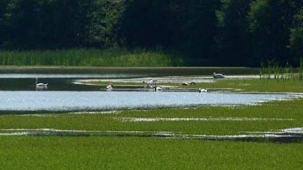 Etang-du-Sundgau-Programme-NATURA-2000-BlogOuvert.jpg