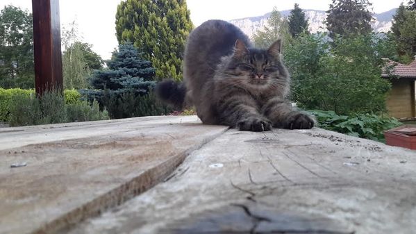 Floyd