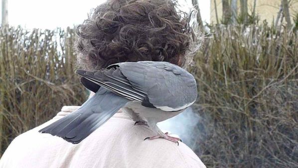 023 Jean Marie et le pigeon.