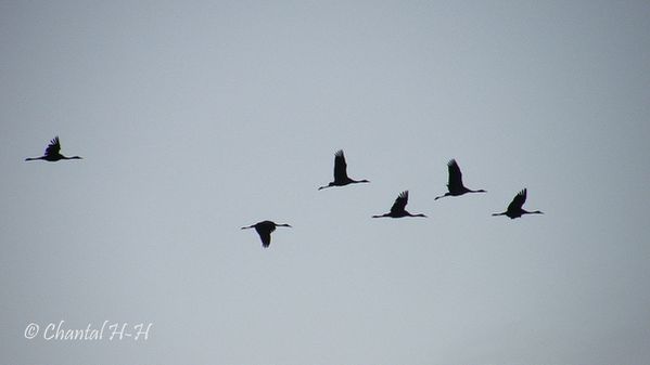 grues-cendrees-lac-du-der-19nov-2011-6sujets.jpg