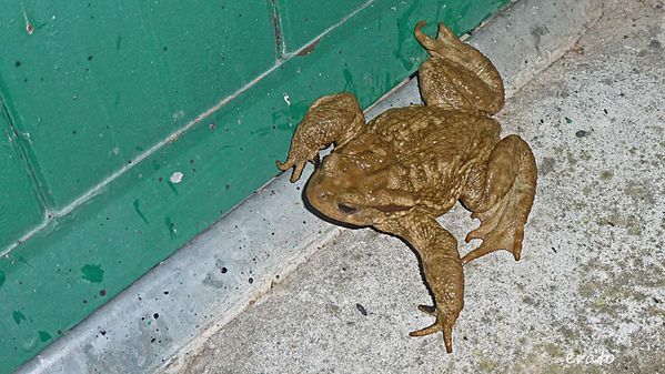 4novembre2012---crapaud-004a.jpg