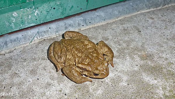 4novembre2012---crapaud-006a.jpg