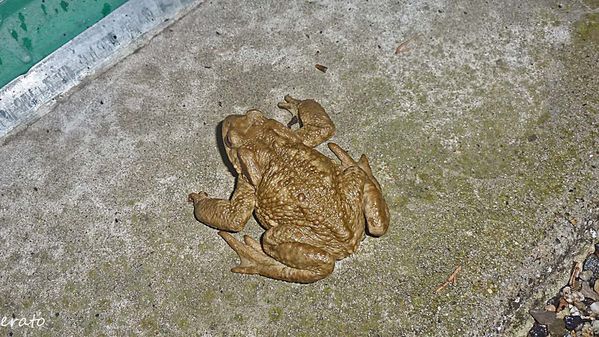 4novembre2012---crapaud-009a.jpg