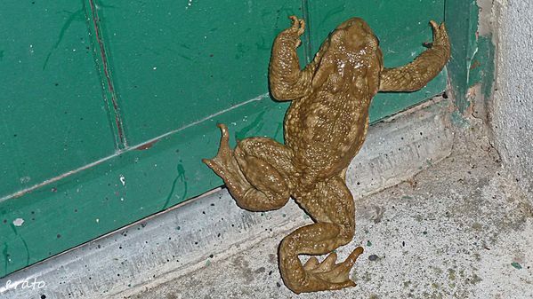 4novembre2012---crapaud-002a.jpg
