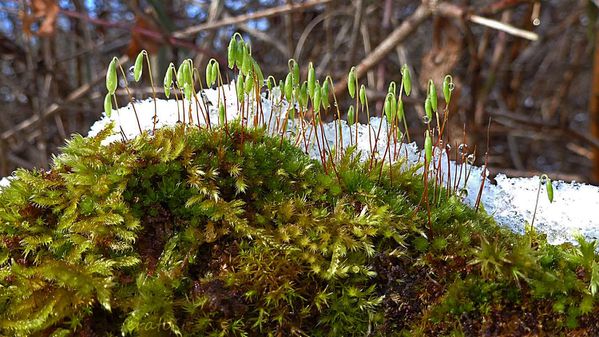 neige-009a.jpg