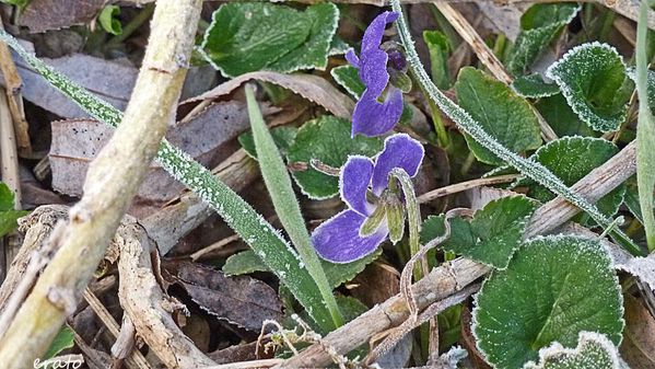 fleurs-054a-copie-1.jpg