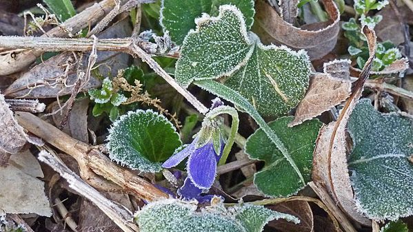 fleurs-056a.jpg