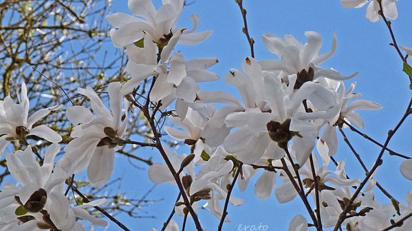 magnolia-blanc-006a.jpg