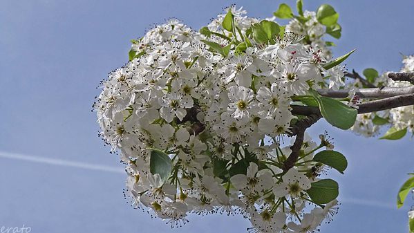 fleurs-003a.jpg
