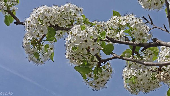 fleurs-004a.jpg