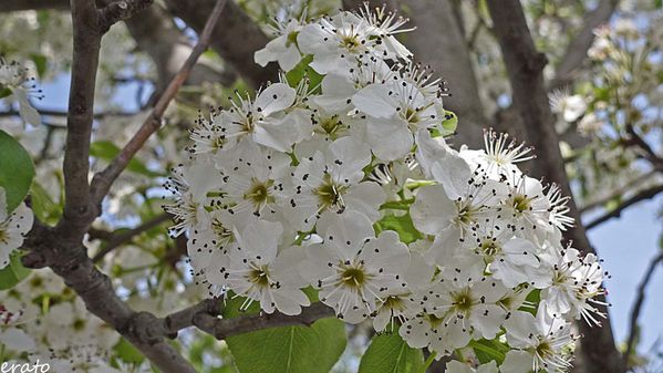 fleurs-006a.jpg