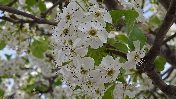 fleurs-007a.jpg