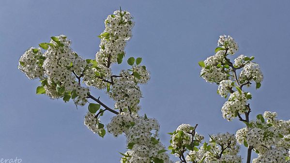 fleurs-008a.jpg