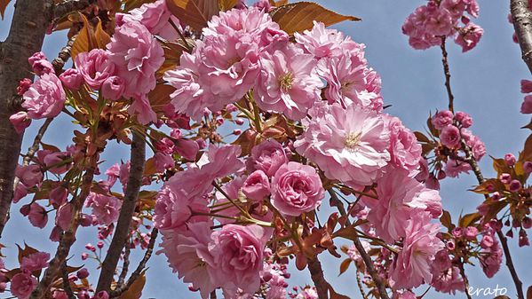 fleurs-010a.jpg