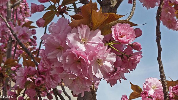 fleurs-012a.jpg