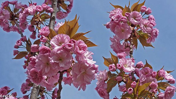 fleurs-014a.jpg