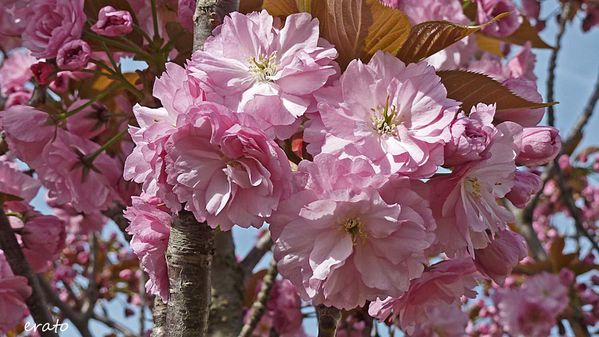 fleurs-015a.jpg