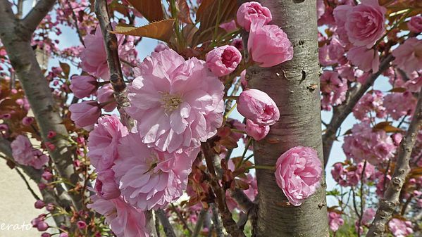 fleurs-017a.jpg