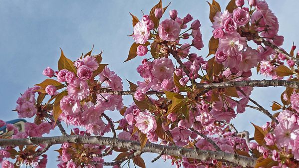 fleurs-023a.jpg