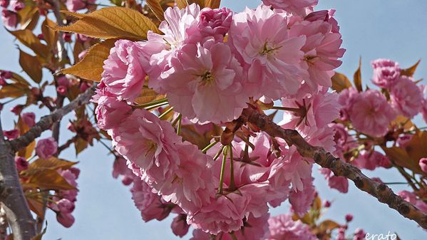 fleurs-026a.jpg