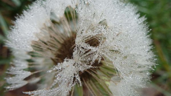 11-dec.-2011--fils-de-rosee--brouillard-019a.jpg