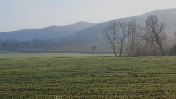 11janv. 2012 - gelée 025a