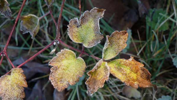 11janv.-2012---gelee-039a.jpg