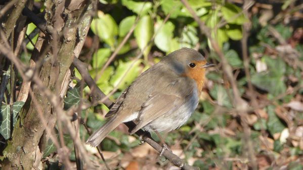11fev2012---fontaine-gelee-009-a.jpg