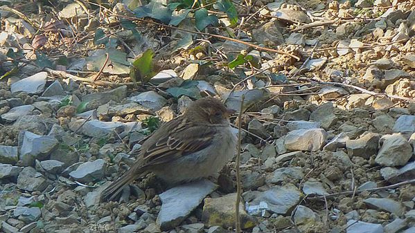8fev2012--oiseaux-042a.jpg