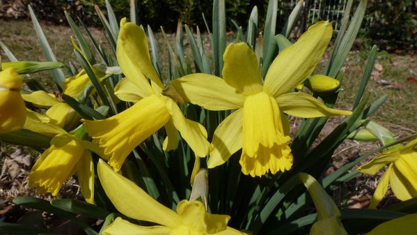 1mars2012-rousinettes-018a.jpg
