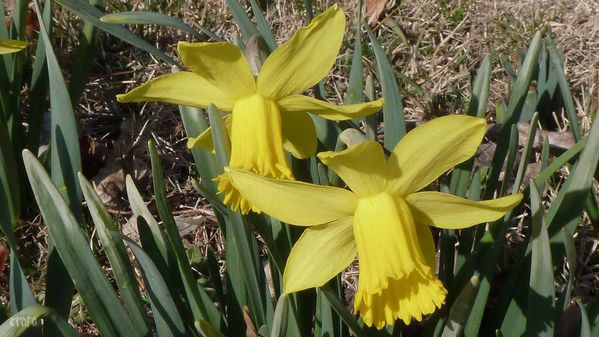 1mars2012-rousinettes-022a.jpg