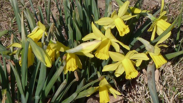 1mars2012-rousinettes-025a.jpg