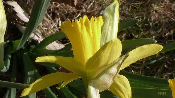 1mars2012-rousinettes-028a.jpg