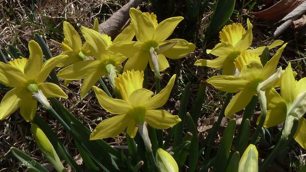 1mars2012-rousinettes-029a.jpg