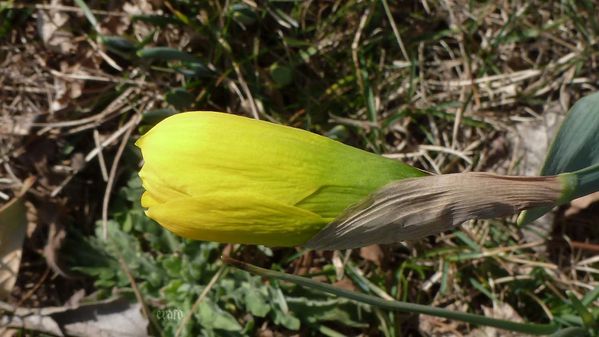 1mars2012-rousinettes-030a.jpg