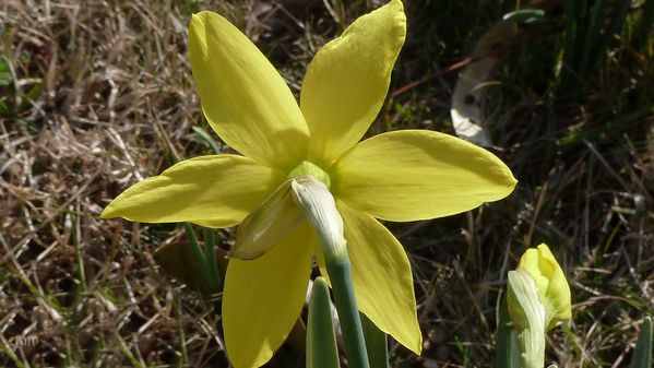 1mars2012-rousinettes-031a.jpg