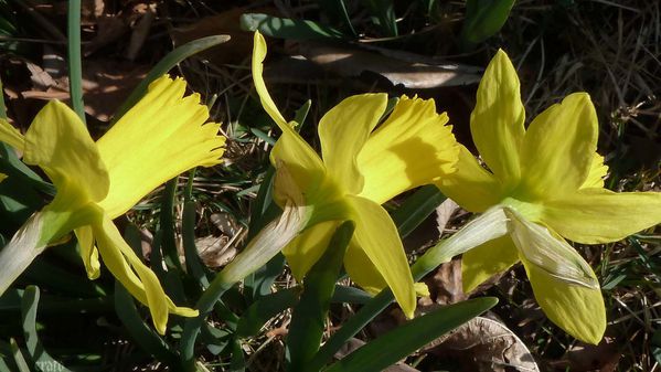 1mars2012-rousinettes-032a.jpg