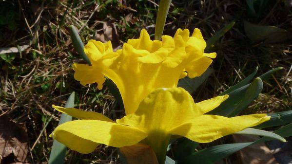 1mars2012-rousinettes-035a.jpg