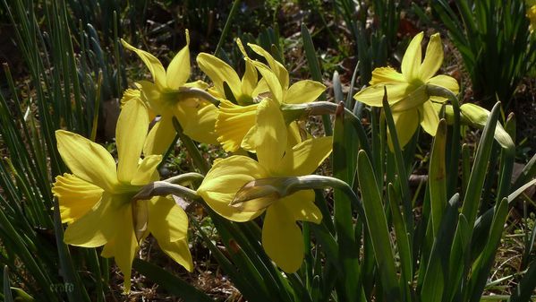 1mars2012-rousinettes-040a.jpg