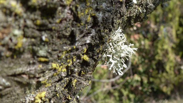 17mars2012--petit-merle-036a.jpg