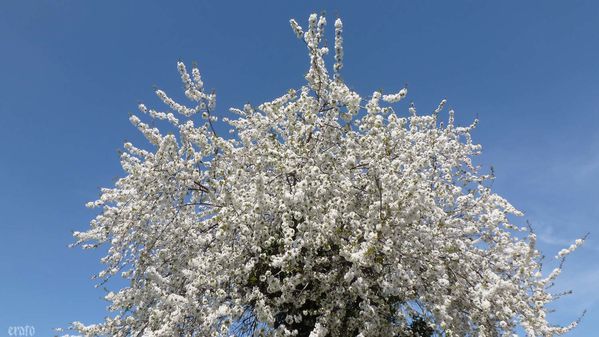 1-avril2012-oeufs-de-Paques-013a.jpg