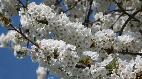 1-avril2012-oeufs-de-Paques-018a.jpg