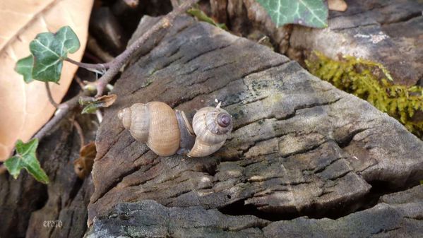 5avril2012---escargots-004b.jpg
