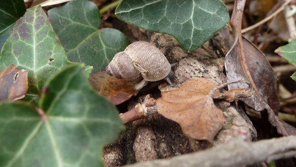 5avril2012---escargots-012a.jpg