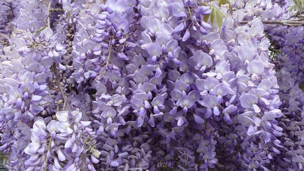 10avril2012---glycine-008a.jpg