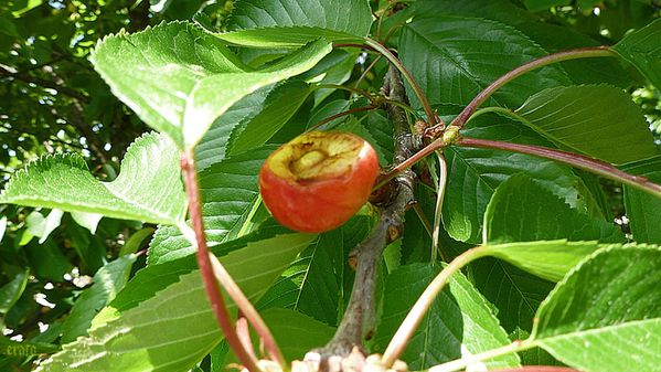 11mai2012-cerises-010a.jpg